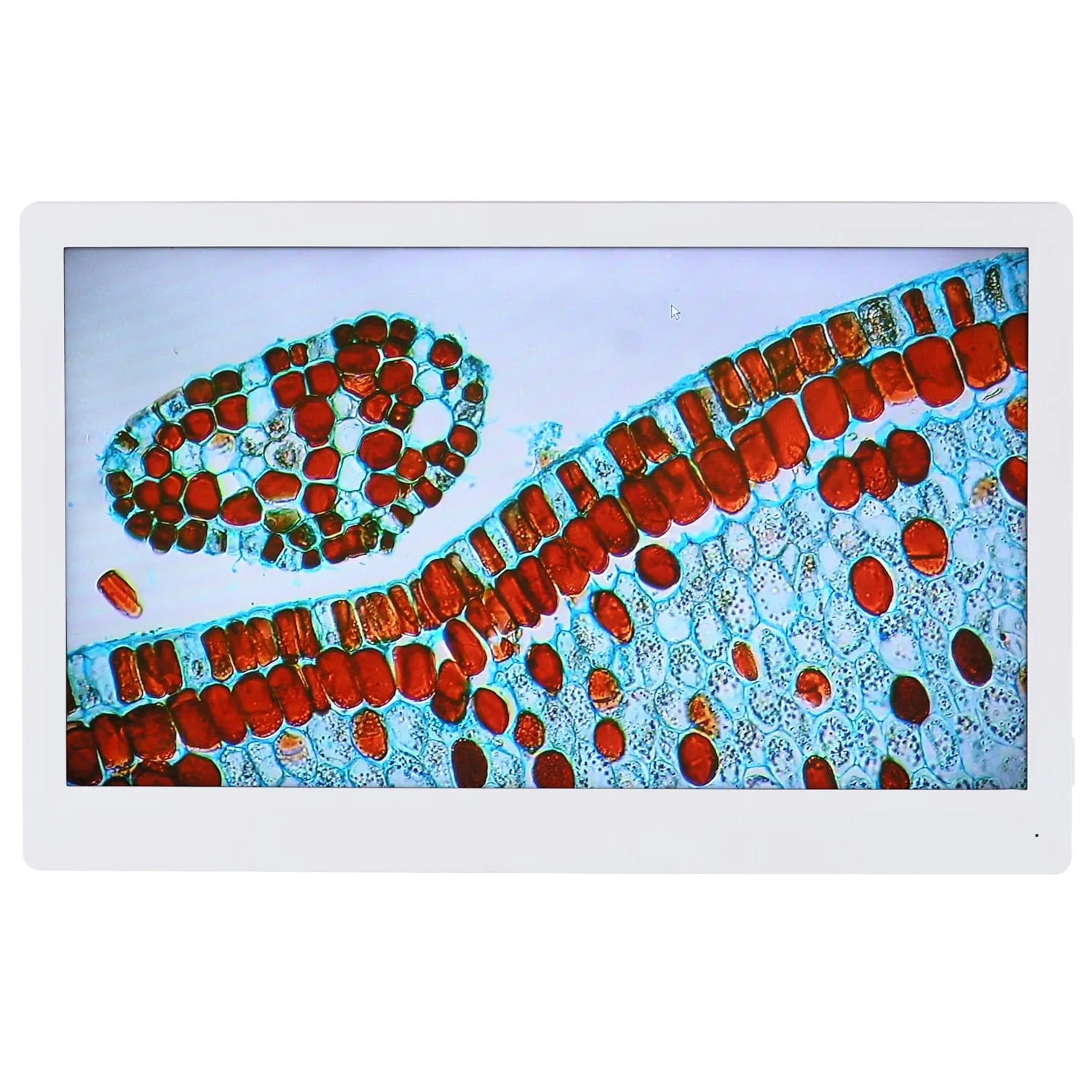 AmScope 1080p HDMI Monitor with Mounting Bracket for HD1080 and HD1080A Cameras