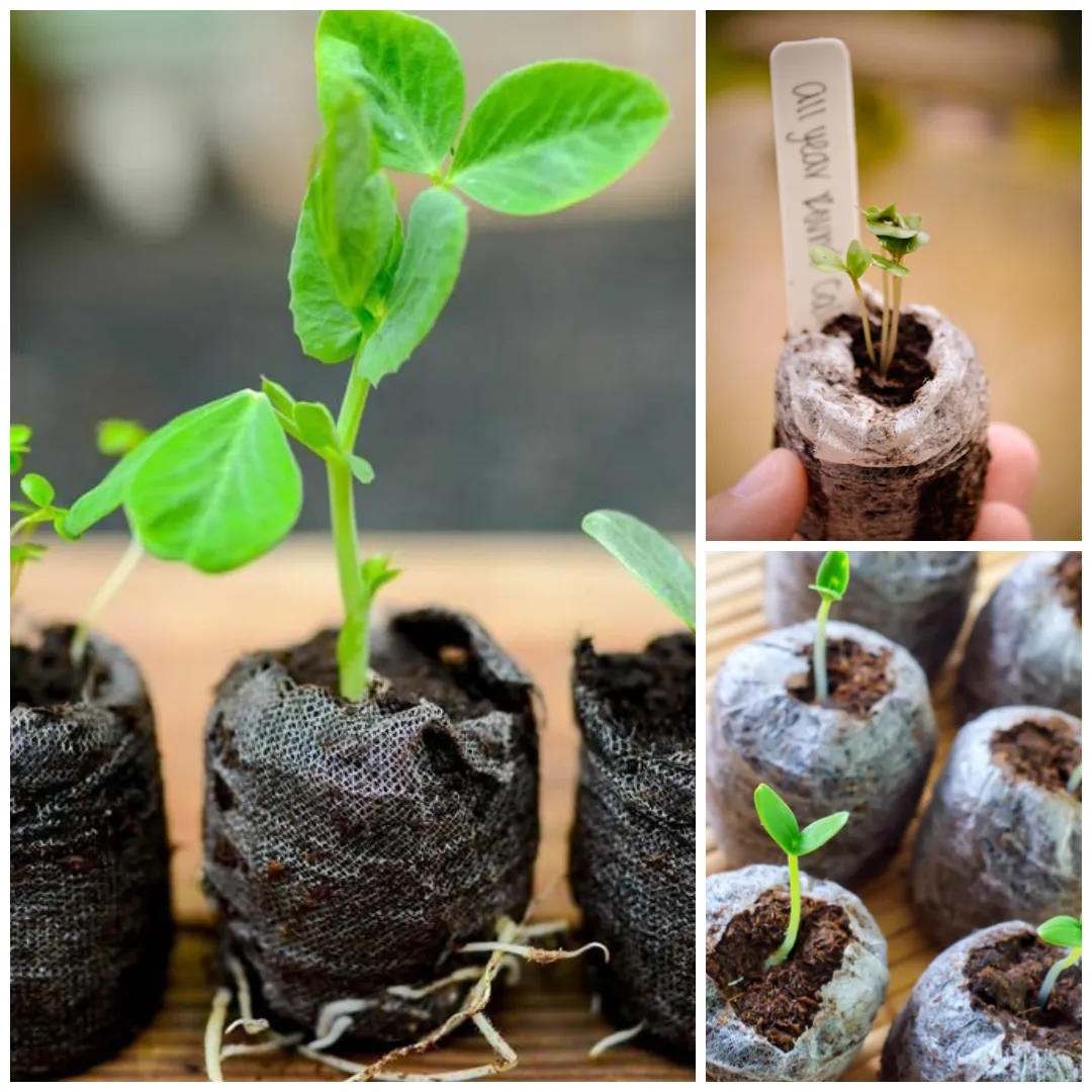 Plant Labels/Markers (white)