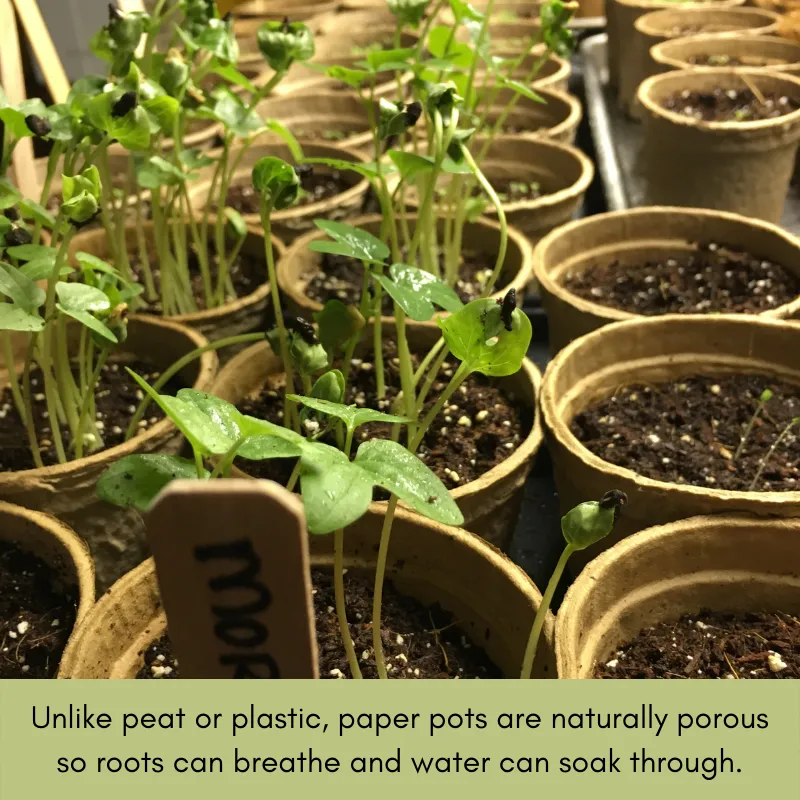 Tomatoes & Peppers Grow Kit | 500 Seeds, 19 Varieties   60 Organic EcoPaper Seed Pots | Non-GMO, Resealable Bags, Peat-Alternative
